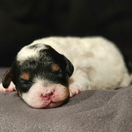 Rocky - Tri-color male Cavapoo puppy in Glendale, Arizona from Cool Cavapoos