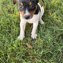 Rex - Black tan and white male Rat Terrier puppy in Idalou, Texas from FA Puppies