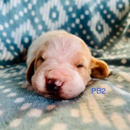 PB2 - Red and white male Basset Hound puppy in Britton, South Dakota from K&S Canines