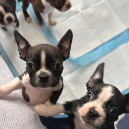 Boston Terrier Puppies from Bosties of Atlanta (BOA)