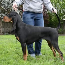 Lou - Black and Tan Coonhound