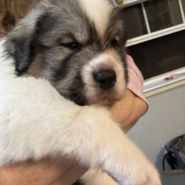 Adonis - White and golden male Pyrenean Mastiff puppy in Sonora, California from Mastini Sierra Pyrenean Mastiffs