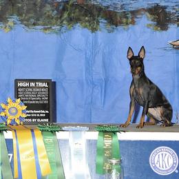 Manchester Terriers from Go West Dogs
