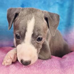 Signature Move - White and blue male Italian Greyhound puppy in Cadwell, Georgia from All The DoDa Day Italian Greyhounds