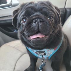 Theo - Pug