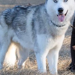 Siberian Huskies from Bradley's Huskies