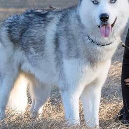 Siberian Huskies from Bradley's Huskies