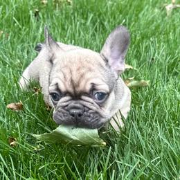 Frank - Fawn male French Bulldog puppy in Billings, Montana from Yellowstone Frenchies