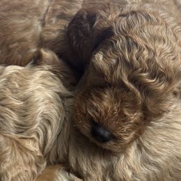 Poodles from Lulu’s Lovely Toy Poodles