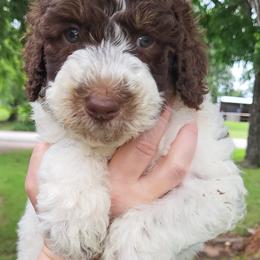 Hawthorn - Parti male Goldendoodle puppy in Pilot Point, Texas from K9 Sidekicks, LLC