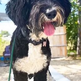 Aussiedoodles and Bernedoodles from Willow Desert Doodles