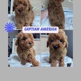Captian America - Red  male Goldendoodle puppy in Newdale, Idaho from Canyon Creek Puppies