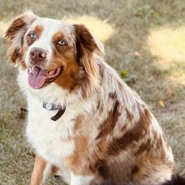 Australian Shepherds from Sweetser Shepherds