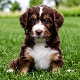 Bluey - Red tri-color female Aussiedoodle puppy in Decatur, Illinois from Signature Doodles