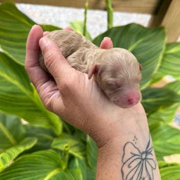 Forrest - Apricot male Goldendoodle puppy in Wiggins, Mississippi from Hall Family Doodle Ranch