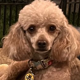 Ava - Poodle