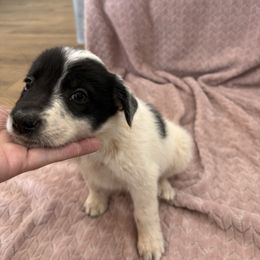 Bo - Black and white male Border Collie puppy in Taylor, Arizona from Vowell Farm Border Collies
