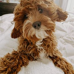 Cavapoo and Poodle Puppies from Happy Tails Poods and Doods
