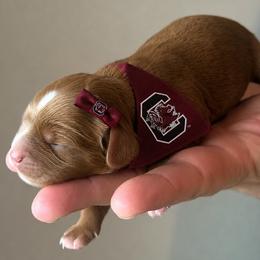 Carolina - Red female Cavapoo puppy in Greenville, South Carolina from Reedy River Doodles