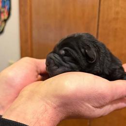 Binx - Black female Chinese Shar-Pei puppy in Auburn, Kansas from Justin's Chinese Shar-Pei