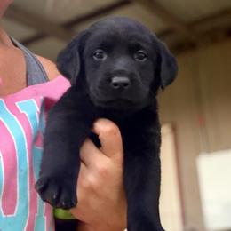 Bourbon (Orange Collar) - Black male Dilute Retriever puppy in Baldwin City, Kansas from Hedge Lane Labradors