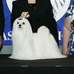 Maltese from Vellavica Maltese