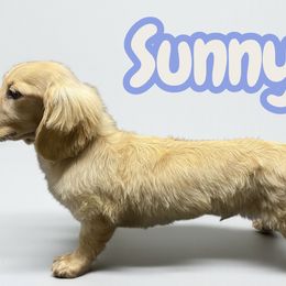 Sunny akc breeding prospect embark clear pra clear - Cream male Dachshund puppy in Magnolia, Texas from Carrie’s Countryside Dachshunds