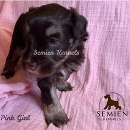 Girl 2 - female Miniature Schnauzer puppy in Houston, Texas from Semien Family Kennels