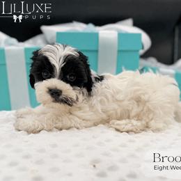 Brookes - Parti male Yorkshire Terrier puppy in Scottsdale, Arizona from Lil Luxe Pups