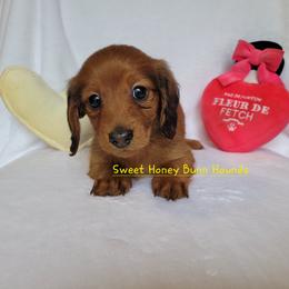 Molly - Red female Dachshund puppy in Pinson, Alabama from Sweet Honey Bunn Hounds