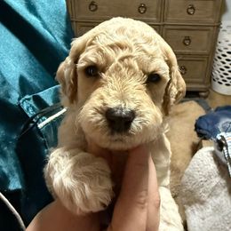 Black Collar - Apricot male Goldendoodle puppy in Winchester, Tennessee from Mahaffey’s Doodles