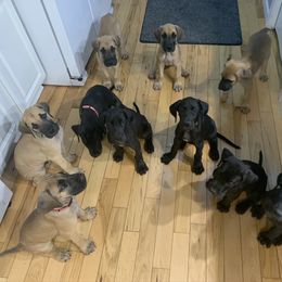 Great Dane Puppies from Janet Taylor