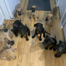 Great Dane Puppies from Janet Taylor