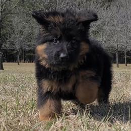 Winston - Orange Collar - Black and red male German Shepherd puppy in Charlotte, North Carolina from Zuflucht K9s