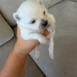 Girl 2 - Cream female Pomeranian puppy in Meridian, Idaho from Precious poms