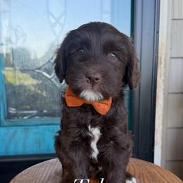 Toby - Chocolate male Labradoodle puppy in Danville, Indiana from Marley’s Doodle Ranch