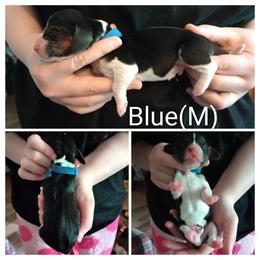 Blue - Black white and brown male Basset Hound puppy in Highland, Michigan from Dream Hounds of Michigan