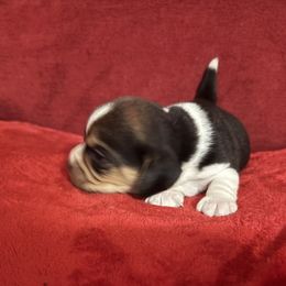 Patch - Black tan and white male Beagle puppy in Gentry, Arkansas from HC Puppy Ranch
