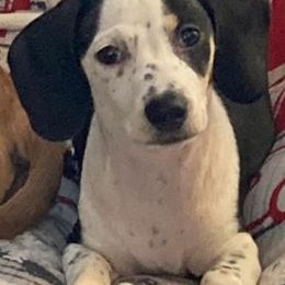 Dachshunds from Lynn’s Southern Doxies