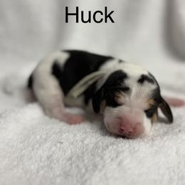 Huck AKC - Black tan and white male Beagle puppy in Rogersville, Missouri from Hales Little Beagle Haven