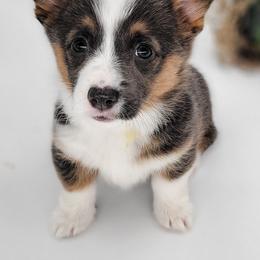 German Shepherd and Pembroke Welsh Corgi Puppies from J&R Shepherds & Corgis