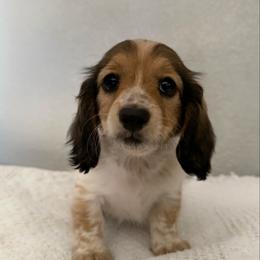 Presley - Piebald female Dachshund puppy in Gold Canyon, Arizona from Silverking Kennels