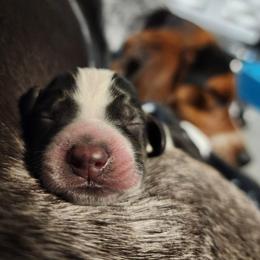 Tuck - Black and white male Beagle puppy in Bois D Arc, Missouri from Country Home Pets and Farm