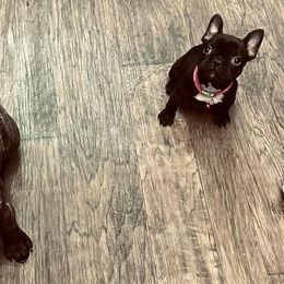 French Bulldogs from Irlbeck Farm