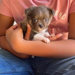 Blu - Blue and white male Chihuahua puppy in Windsor, South Carolina from Gemstone Chihuahuas