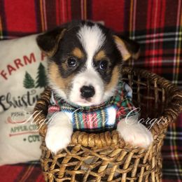 Huckleberry - Black and tan male Pembroke Welsh Corgi puppy in Benton, Arkansas from High Cotton Corgis