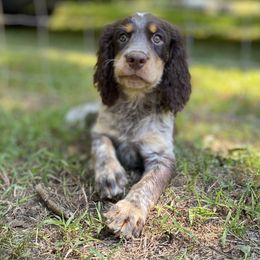 Catalina - Tri-Roan female English Springer Spaniel puppy in Crawford, Tennessee from Lilly Lane Spaniels