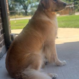 Birdie - Golden Retriever