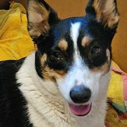 Maybelline (Mabel) - Pembroke Welsh Corgi