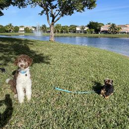 Aussiedoodle and Bernedoodle Puppies from Little Golden Farm